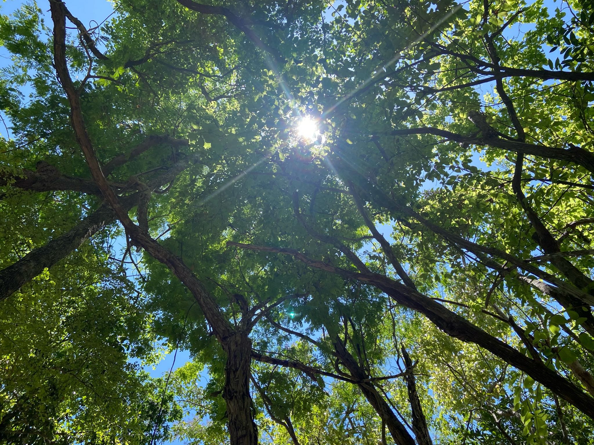 Looking up through the treetops to open sky